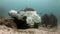 Scuba divers underwater on background of school fish in Galapagos.