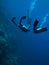 Scuba divers underwater dolphin encounter