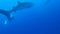 Scuba divers and whale shark