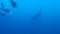 Scuba divers and whale shark