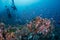 Scuba diving