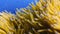Scuba Diving Adventure: 4K High-Quality Close-Up with Fish and Anemones