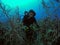 Scuba diving female underwater