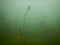 Scuba diving in a freshwater lake Most
