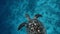 Scuba diving green turtle eating planktone in sea alone. Large beautiful sea turtle swims in blue water. Marine in the