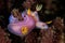 Scuba diving lembeh indonesia chromodoris purple nudibranch