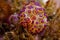 Scuba diving lembeh indonesia janolus nudibranch