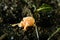 Scuba diving lembeh indonesia painted frofish juvenile underwater