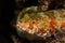 Scuba diving lembeh indonesia reef lizardfish underwater