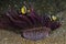 Scuba diving lembeh Indonesia saddleback anemonefish underwater