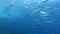 Scuba diving in Majora - Big school of barracudas