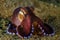 Scuba diving octopus lembeh strait indonesia underwater