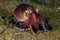 Scuba diving octopus lembeh strait indonesia underwater