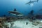 Scuba diving photographer films several Reef sharks Carcharhinus amblyrhynchos