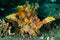 Scuba diving scorpionfish lembeh indonesia underwater