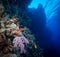 Scuba diving in the southern Red Sea, Egypt