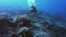 Scuba diving, woman or turtle underwater with coral reef for swimming, adventure and wildlife in ocean. Diver, person or