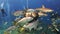 Scuba shark feeding show. The divers, sharks