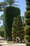 Sculpted trees in different forms in old public park, Genoves park in Cadiz, Andalusia, Spain