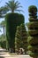 Sculpted trees in different forms in old public park, Genoves park in Cadiz, Andalusia, Spain