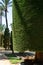 Sculpted trees in different forms in old public park, Genoves park in Cadiz, Andalusia, Spain