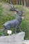 The sculptural composition giant bighorn deer