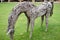 Sculptural wood horse ranch stay on a grass field