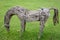 Sculptural wood horse ranch stay on a grass field