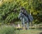 Sculpture of a black cutter cowboy on a horse by Robert Summers in Plano, Texas.