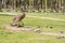 Sculpture `Bronze Peacock` on the waterfront of Novorossiysk, Russia