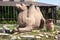 Sculpture of a camel