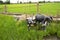 Sculpture cement buffalo or ox model in rice field