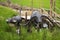 Sculpture cement buffalo or ox model in rice field