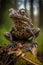 A sculpture of a common toad made entirely of recycled materials found in the forest. Generative AI