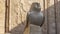 Sculpture of a falcon on the background of the ancient temple of Horus in Edfu.