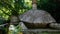 Sculpture of giant turtle in the Park of the Monsters of Bomarzo, a natural park adorned with numerous basalt sculptures dating ba