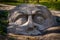 Sculpture head of the knight in the University Park of Lomonosov