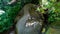 Sculpture of a killer whale in the Park of the Monsters of Bomarzo, a natural park adorned with numerous basalt sculptures dating