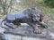 Sculpture of the lion on the landing of the Great staircase of the Pavlovsk Park, St. Petersburg. Historical UNESCO protection