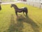 Sculpture modern of horse in the cultural center of Torremolinos