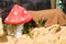 Sculpture mushroom Amanita for garden