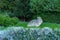 Sculpture of a stone rabbit on a lawn next to a bush