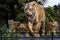 Sculpture of Tigress and 3 cubs out side waiting hall of Tadoba Andhari Tiger Reserve Chandrapur