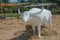 Sculpture of white buffalo standing on straw