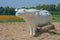 Sculpture of white buffalo standing on straw