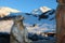 Sculpture in wood animal with background ski slopes in Sestriere, Piedmont