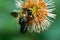 Sculptured Resin Bee - Megachile sculpturalis