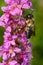 Sculptured Resin Bee - Megachile sculpturalis
