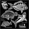 Scup, Black Grouper, White Shark and Sheepshead - fishing on usa isolated on black