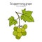 Scuppernong grape, Vitis rotundifolia, branch with leaves and fruit